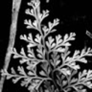 Meet your Posher, Pia